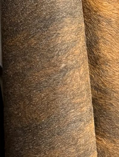 Close-up of a brindle hide