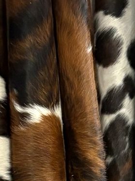 Close-up of a tricolor hide